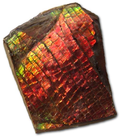 Ammolite specimen - rock identification