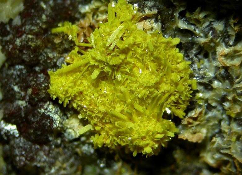 Bergenite specimen - rock identification