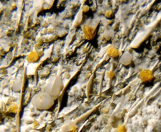 Cafetite specimen - rock identification