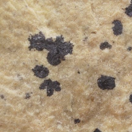 Wattersite specimen - rock identification